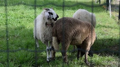 Sheep grazing in grass Video stock 75646583