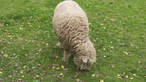 A sheep grazing on grass 動画素材 136964401