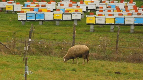 Sheep grazing grass on the meadow in front of bee hives Stock Footage 44204707