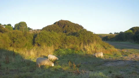 Sheep grazing on the grass at sunrise in the cold, in New Zealand Stock Footage 219244172