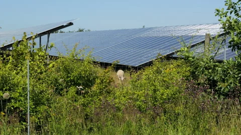 Sheep grazing grass for vegetation management at solar panel farm Stock Footage 339558142