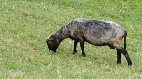 Sheep grazing in a grassy field. Stock Footage 77228284