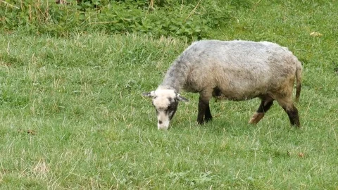 Sheep grazing in a grassy field. Stock Footage 77228492
