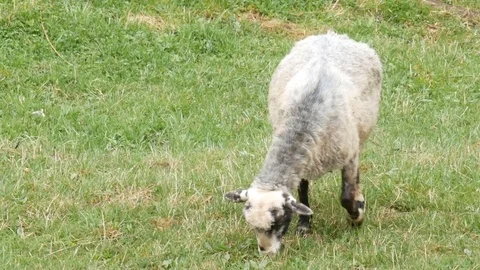 Sheep grazing in a grassy field. Stock Footage 77228523