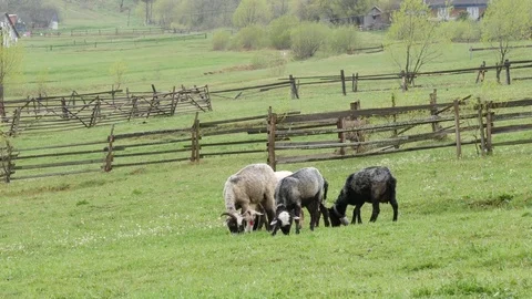 Sheep grazing in a grassy field. Stock Footage 77228607