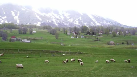 Sheep grazing in grassy field with mountains as natural landscape Stock Footage 281133377