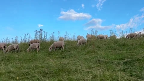 Sheep grazing on grassy hill under blue sky with white clouds Stock Footage 339882322