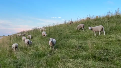 Sheep grazing on grassy hillside under blue evening sky Stock Footage 339879561