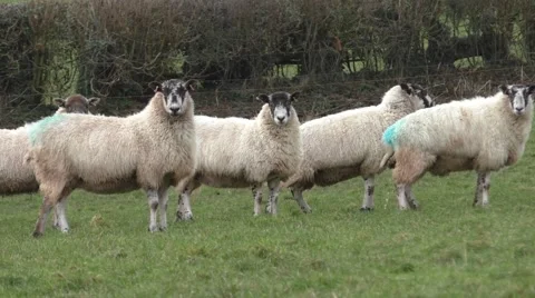 Sheep grazing in a grassy meadow Stock Footage 45976655