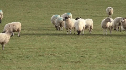 Sheep grazing in a grassy meadow Stock Footage 45976658