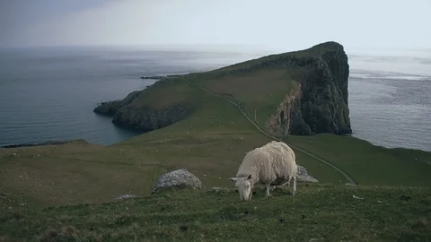Sheep Grazing on Green Cliffs by the Ocean 動画素材 85743907