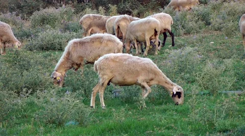 Sheep Grazing In Green Field Stock Footage 40536463