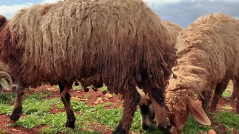 Sheep Grazing In A green Field Vídeo Stock 151845554