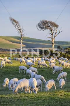 Sheep Grazing In The Green Fields Of The Catlins, South Island, New Zealand