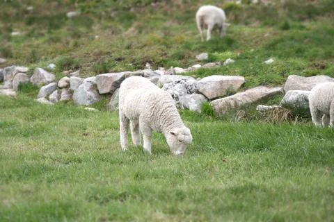 Sheep grazing in green fields Stock Photos