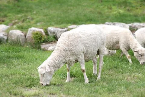 Sheep grazing in green fields Stock Photos