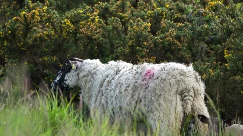 Sheep Grazing on Green Grass Stock Footage 291892649