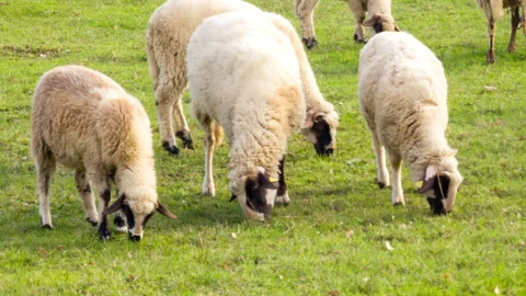 Sheep grazing on green grassy meadow: wooly domestic animals on pasture Stock Footage 268571663
