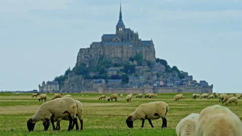 Sheep grazing in green meadows and eating fresh grass Mont Saint Michel, France Stock Footage 301891291