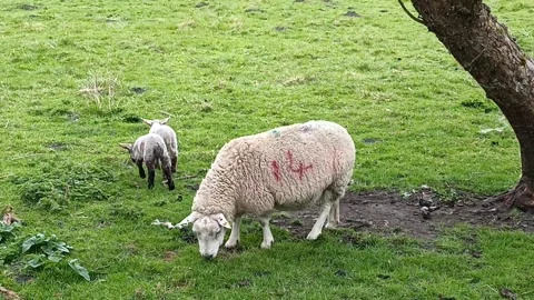 Sheep Grazing in Green Pasture 库存影片 344311612
