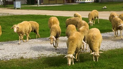 Sheep grazing in herd Vidéo 105719911