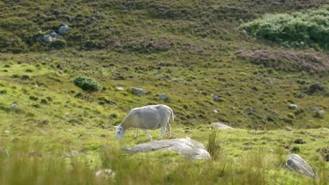 Sheep grazing in the Highlands Stock Footage 219495700