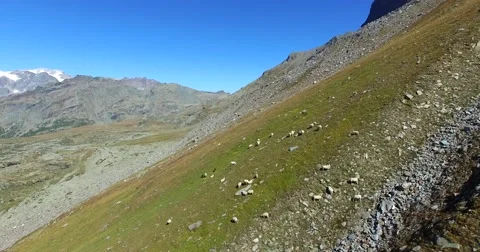 Sheep grazing - Hight Mountain Video stock 68089785