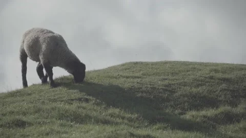 Sheep grazing on the hill Stock Footage 140388802