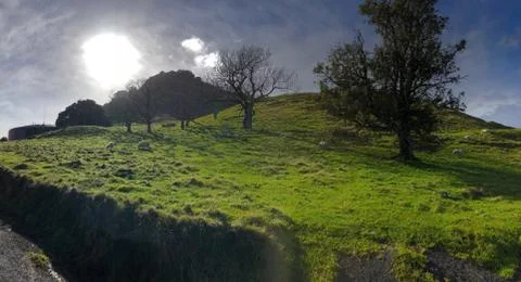 Sheep Grazing on a Hill Stock Photos