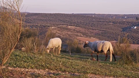 Sheep grazing on hill top, at sunset. Beautiful rural landscape at golden hour Stock Footage 100986468