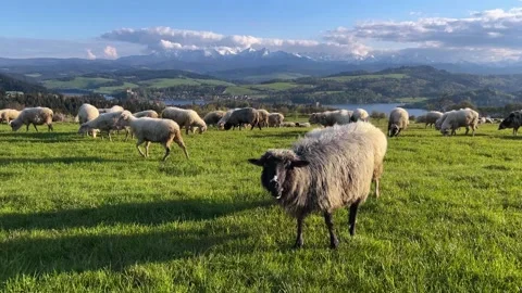 Sheep is grazing on the hillside against the backdrop of Tatra mountains Stock Footage 289144597