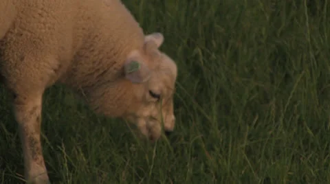 Sheep grazing on hillside - closeup Stock Footage 25670510