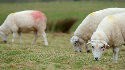 Sheep grazing on hillside pasture Stock Footage 270220535