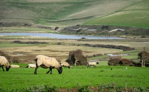 Sheep grazing on hillside Stock Photos