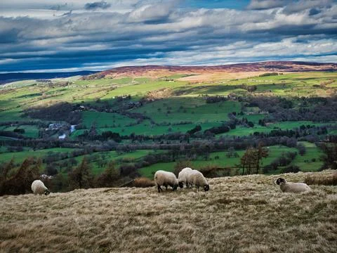 Sheep grazing on a hillside Stock Photos