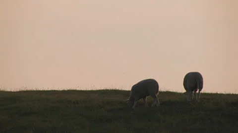 Sheep grazing on hillside at sunset Stock Footage 25669919