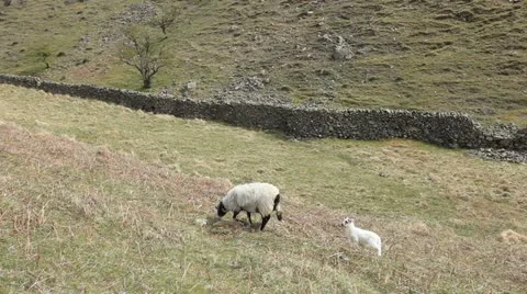 Sheep grazing in the Lake District Stock Footage 11296977