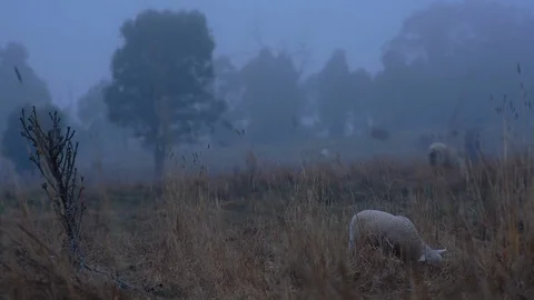 Sheep grazing on the landscape Vídeos de archivo 94883923