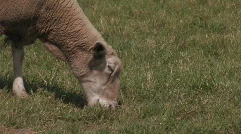 Sheep grazing LFT to RT CU Stock Footage 501258