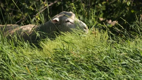 Sheep Grazing Long Grass Stock Footage 240645699