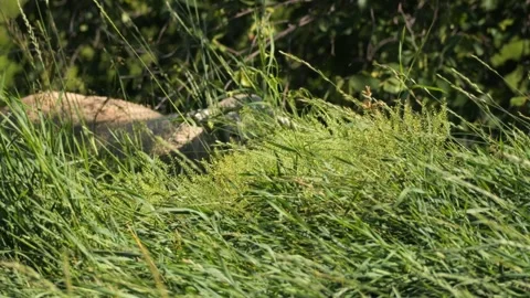 Sheep Grazing Long Grass 스톡 동영상 240645726