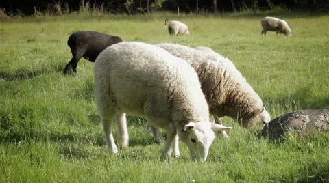 Sheep grazing in a lush field Stock Footage 59121158
