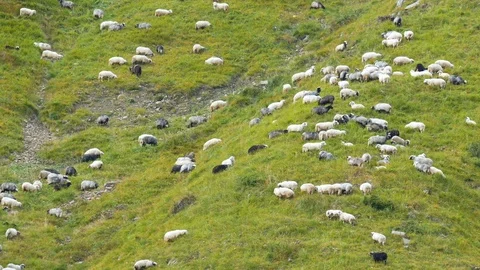 Sheep grazing on lush grass in the mountain. Stock Footage 82111060