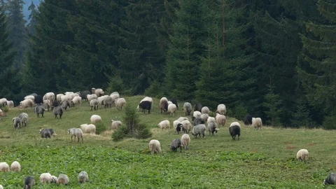 Sheep grazing on lush grass in the mountain. Stock Footage 82111063