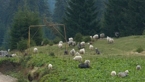 Sheep grazing on lush grass in the mountain. Stock Footage 82111069