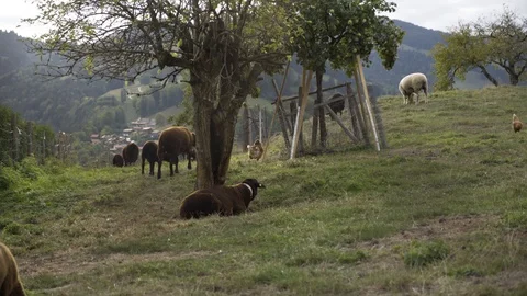Sheep grazing on lush grass in the Switzerland Stock Footage