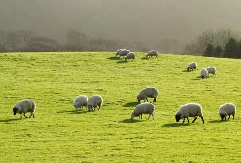 Sheep grazing in a lush green grass field in wales UK. Stock Photos