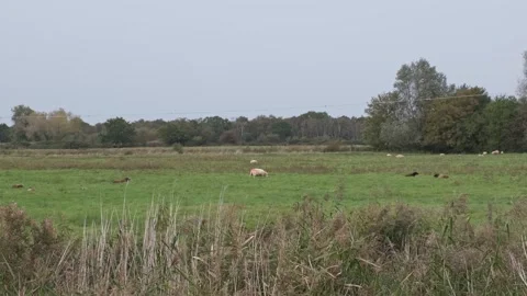 Sheep grazing in the marshes Video stock 252522150