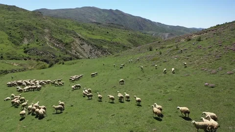 Sheep grazing in the meadow 2 Stock Footage 294129137