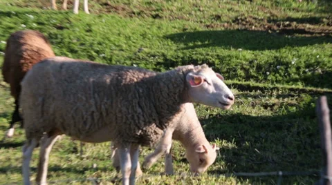 Sheep grazing on meadow, closeup Stock Footage 35246827